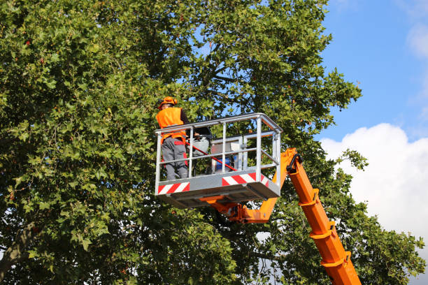 Best Tree Health Inspection  in Newton, IL